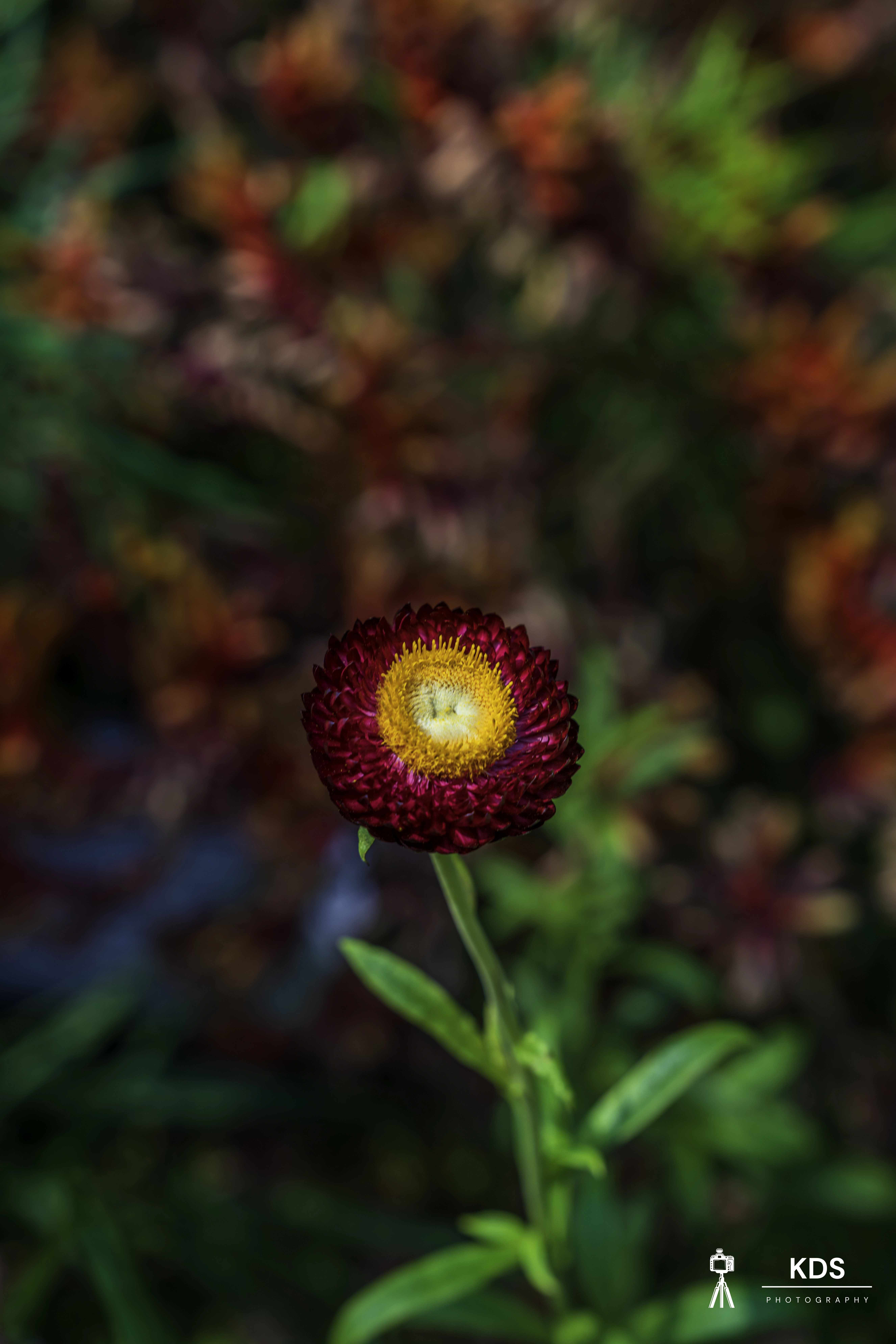 Macro Eden